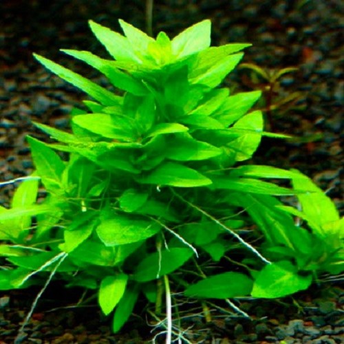 Staurogyne rubescens en pot